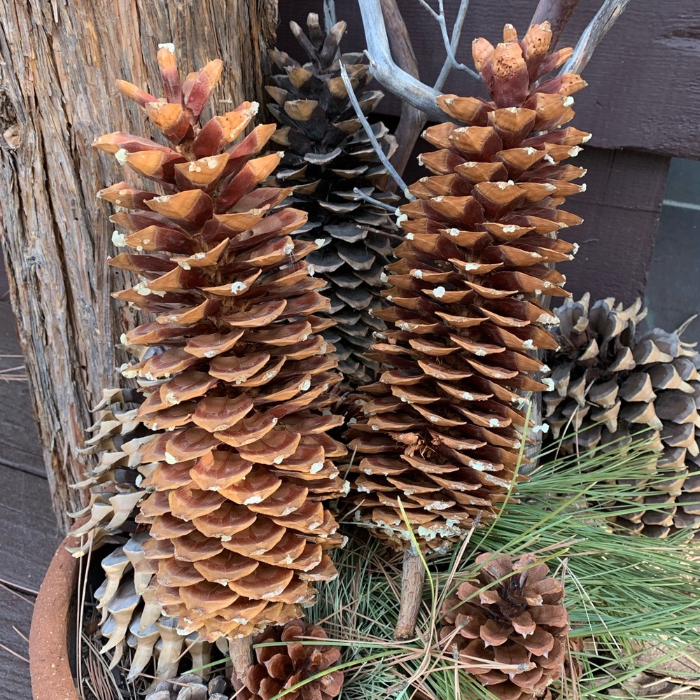 Huge Sugar Pine 13” Pine Cones All Natural